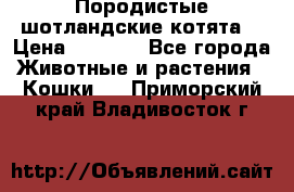 Породистые шотландские котята. › Цена ­ 5 000 - Все города Животные и растения » Кошки   . Приморский край,Владивосток г.